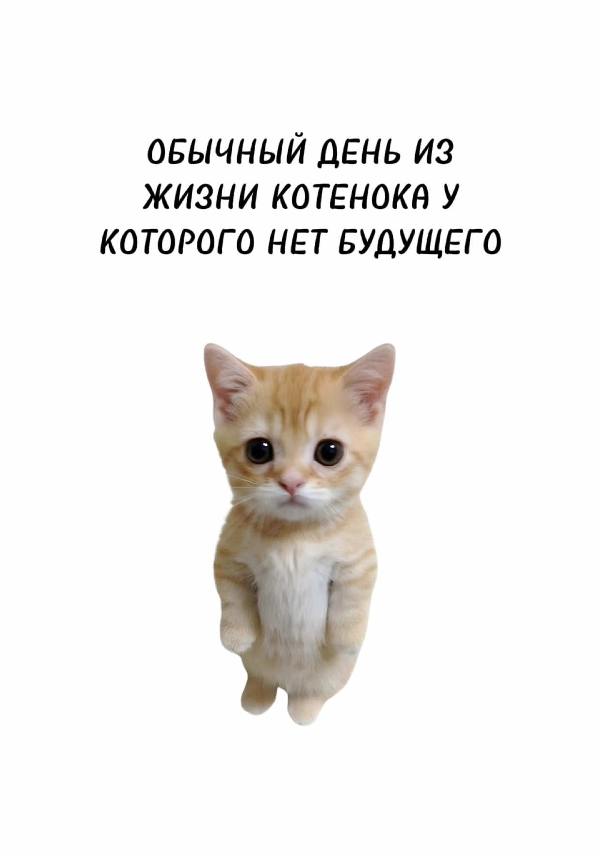 Обычный день из жизни котенка, у которого нет будущего #котенокобъясняет 