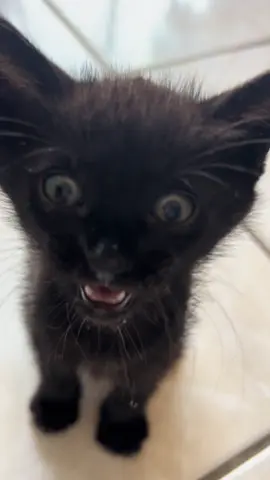 What my son found while walking the dog 🤦🏽‍♀️ I went to get him before he cross the road. We can’t keep him or she. But looking for a good home. #blackcatsoftiktok #kittensoftiktok #fyp #wildfire 