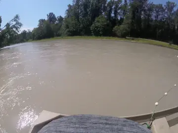 Nisqually river fishing. 2025. Part 2 #pnw #washington #salmonfisherman #salmon #Chinook 