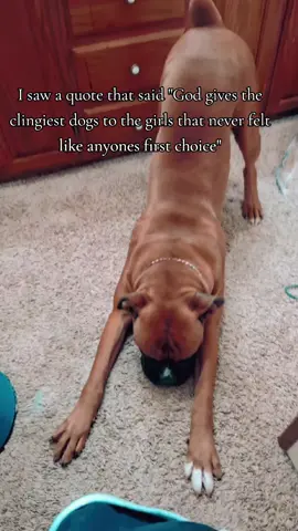 #greenscreenvideo #fyp #dogsoftiktok #heelersoftiktok #boxersoftiktok 