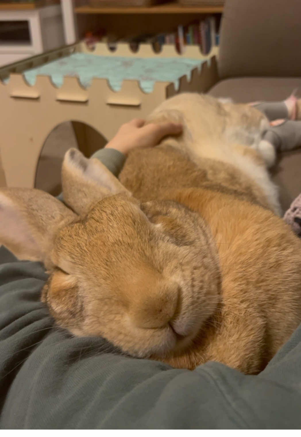 Thank you @winifred.the.giant.rabbit for sharing your adoption story with me on my first ever Happy Tails Monday! 🤩 #story #animals #adoptdontshop #happyending #motivationmonday #happytailmonday 