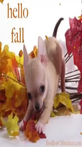 #fall #dog 