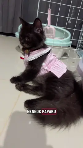 🐈‍⬛🤏 #babycat #flatnosecat #masyaallahtabarakkallah 