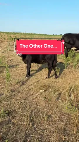 Since we checked on Forest…let’s check in on our other problem calf who nearly unsubscribed herself from life. She was quite possibly the toughest case I have ever dealt with. I honestly thought she wasn’t going to be with us the next day after one particularly tough night. She isn’t ever gonna be a replacement…but she’ll make a pretty good Mc Double. #ranching #cows #angus #kansas #calves 