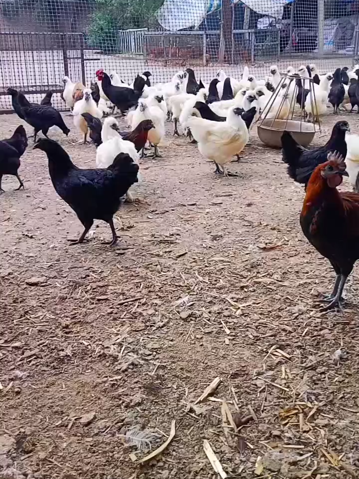 new breed6789#hen #eatingbirdfood #chicken #birds #usa