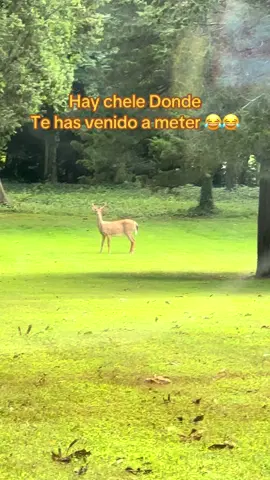 #viral #sigueme_para_mas_videos_asi #comparteestevideo #humor #sigueme 