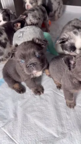 Fluffy French Bulldog Puppies — just look at those faces!💗🐶🐾 Fluffy Frenchie puppies #fluffyfrenchbulldogpuppies #fluffyfrenchiepuppies #fluffyfrenchbulldog #fluffymerlefrenchie #fluffybluefrenchie       