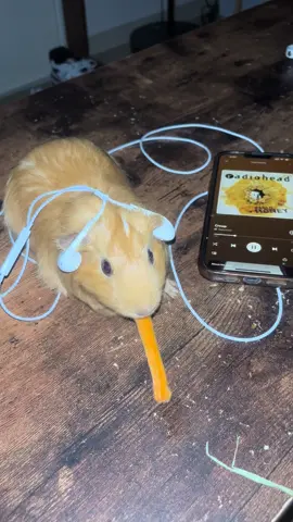 #radiohead #guineapig 