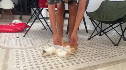 😺😼#cat #babycat #foryou #funny #adorable #catsoftiktok #babykitten #可愛い 