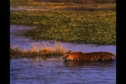 The tiger (Panthera tigris) is the largest of all big cats, native to Asia and found in diverse habitats from tropical forests to snowy taigas. Recognized by its striking orange coat with black stripes, each tiger’s pattern is unique, like a fingerprint. Tigers are solitary apex predators, relying on stealth and immense strength to ambush prey such as deer, wild boar, and even buffalo. Once widespread, their populations have declined drastically due to habitat loss and poaching, leaving several subspecies endangered or critically endangered. Fun fact: A tiger’s roar can be heard up to two miles away, serving as a powerful tool for communication across vast territories. #Tiger #PantheraTigris #BigCats #ApexPredator #WildlifeConservation 