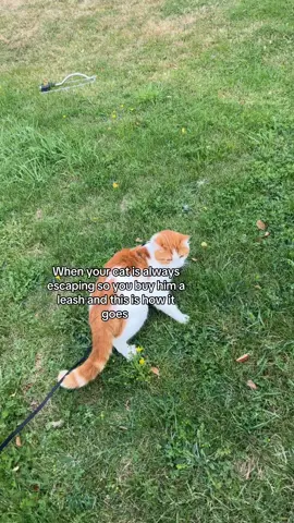 #fypシ゚ #catsoftiktok #viralvideos 