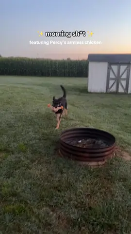 Morning routine 🤣 #gsd #dogowner #gsdowner #dogvlog 