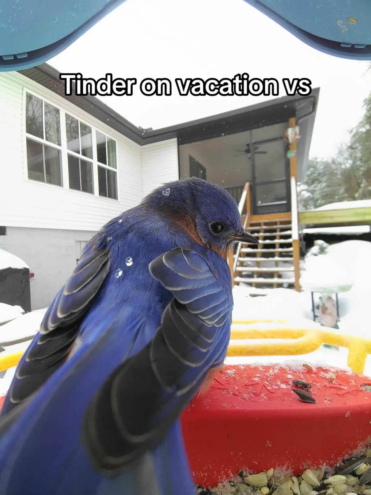 @Tinder this is called fraud #birdbuddy #dating  