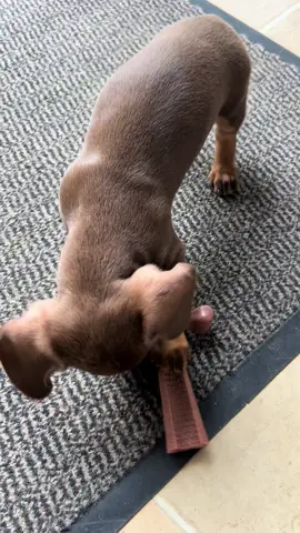 Dogs are therapists with fur 🐶🤷🏼‍♀️ #minaturedachshund #daschundpuppy #smallbutmighty #doglovers 