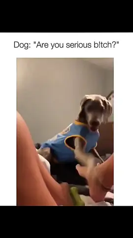 Funny dogs compilation #funnydog #funnypet #cutedog #dogsoftiktok #doglover 