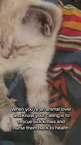 I wouldn't trade it for the world 💜 #kittensoftiktok #rescue #PetsOfTikTok #cats #catsoftiktok #Love #animal #animallover #animalrescue #trending #fypシ #creatorsearchinsights 