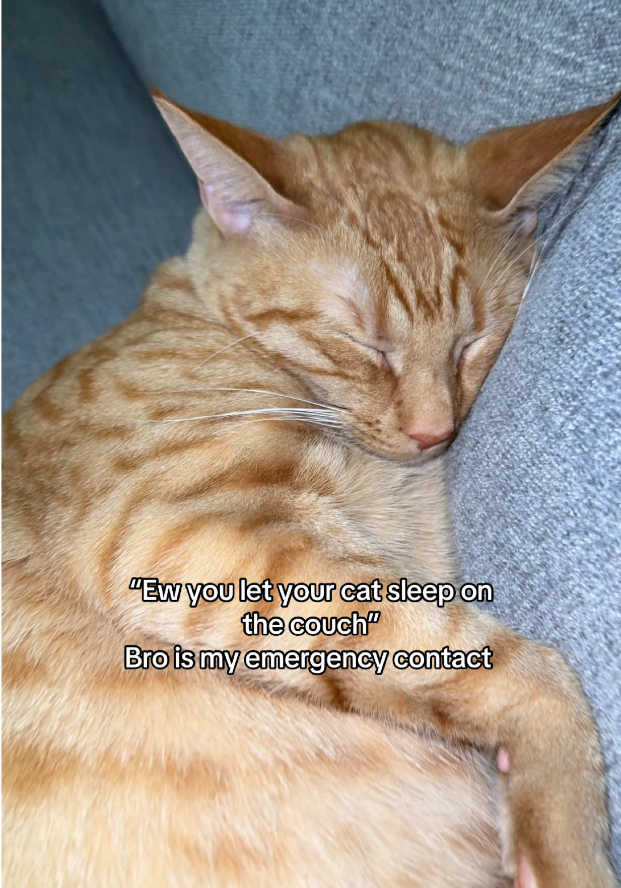 He is though #catsoftiktok #orangecat #catmom #fyp #kitty 