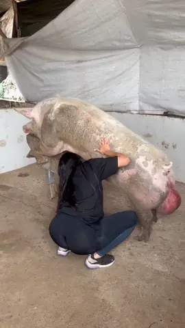 🐖✨ Trabajando con este hermoso Pietrain Alemán ❤️👩🏻‍🌾🐷🐷🐷 La vida en la granja es única 🌾##Pietrain #Pig #Cerdo #Farm #Granja