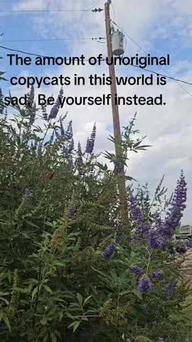 Don't follow the crowd, thats where all the stupid people are.  #whatnotseller #unoriginal #copycats #fyp #moody 