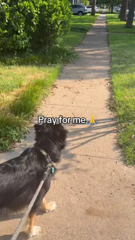 Pray for me 🙏 #dogsoftiktok 