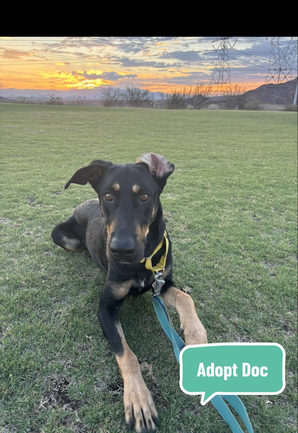 Doc A1382955 is in search of a forever home! She is currently in a loving foster but she is still looking to find her forever family! Doc was previously on the commitment list at the shelter due to being stressed in her kennel but outside of the shelter environment she is thriving! She loves going for walks, cuddling and just wants to be around her person. She is available for adoption through the Animal Foundation in Las Vegas, NV. Since she is in a foster if you are interested in her please email adoptions@animalfoundation.com to set up a meet and greet. I am in constant contact with her foster and have been visiting her every week so if you have any questions about her please direct message me. This girl is truly incredible and will make the best addition to any family. #adoptme #adoptdontshop #lasvegas #vegastiktok #doberman 