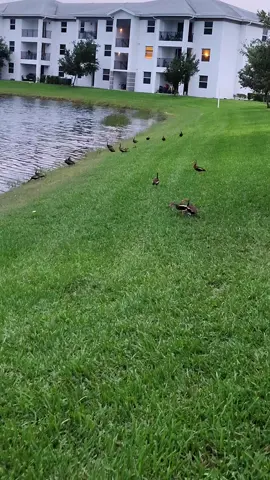 #Florida #lagartos #🐊 #cocodrilos #marysol 
