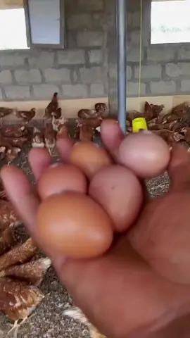 Available place your order today  #kenyantiktok🇰🇪 #mombasatiktokers #trendingnowontiktok #fyppppppppppppppppppppppp #poultryfarming @Everyone @KENYA DAILY UPDATES🇰🇪🇰🇪 
