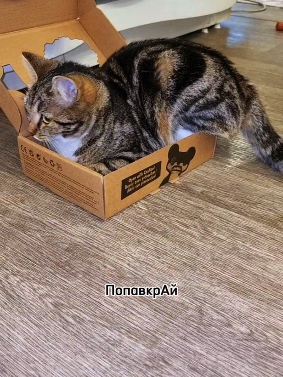 #fyp #реки #собачки #питомцы #котики 