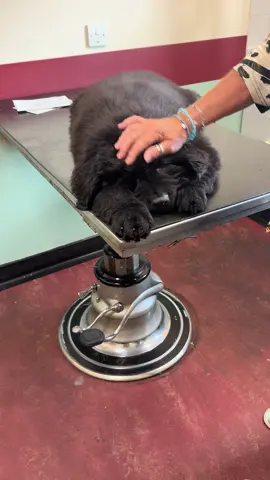 I think it’s safe to say that Fenn is a relaxed boy at the vet! 11 week old Newfie puppy #newfie #puppy