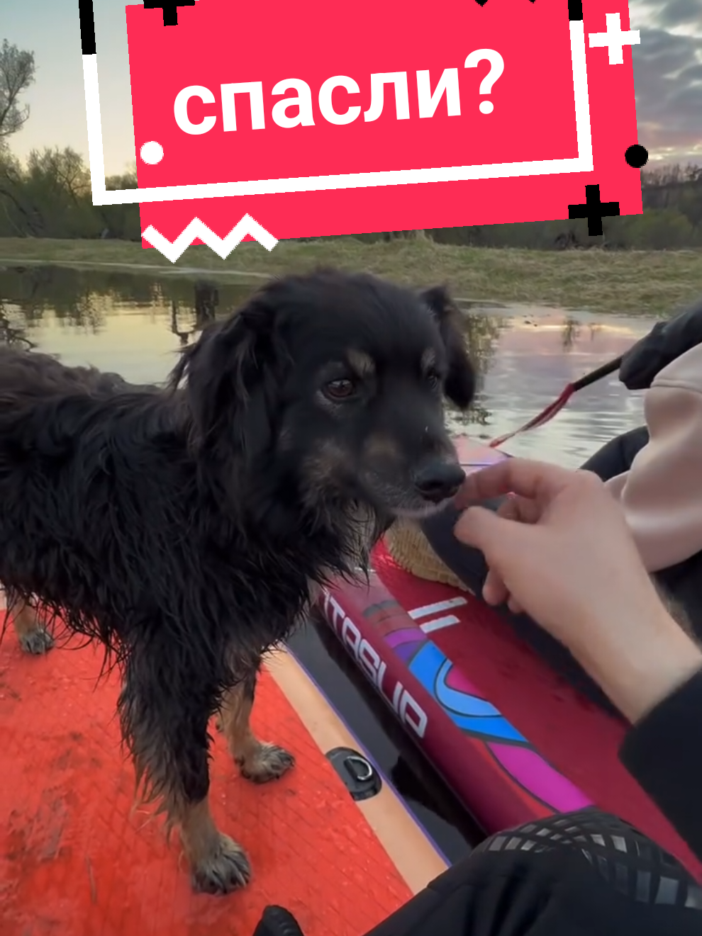 Приехали покататься на сапах,  а там собака 