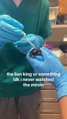 basically a movie summary #crowclinic #wildliferehab #wildlife 