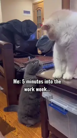 I feel ya kitty  #talkingcat #introvert #worklife #fyp 
