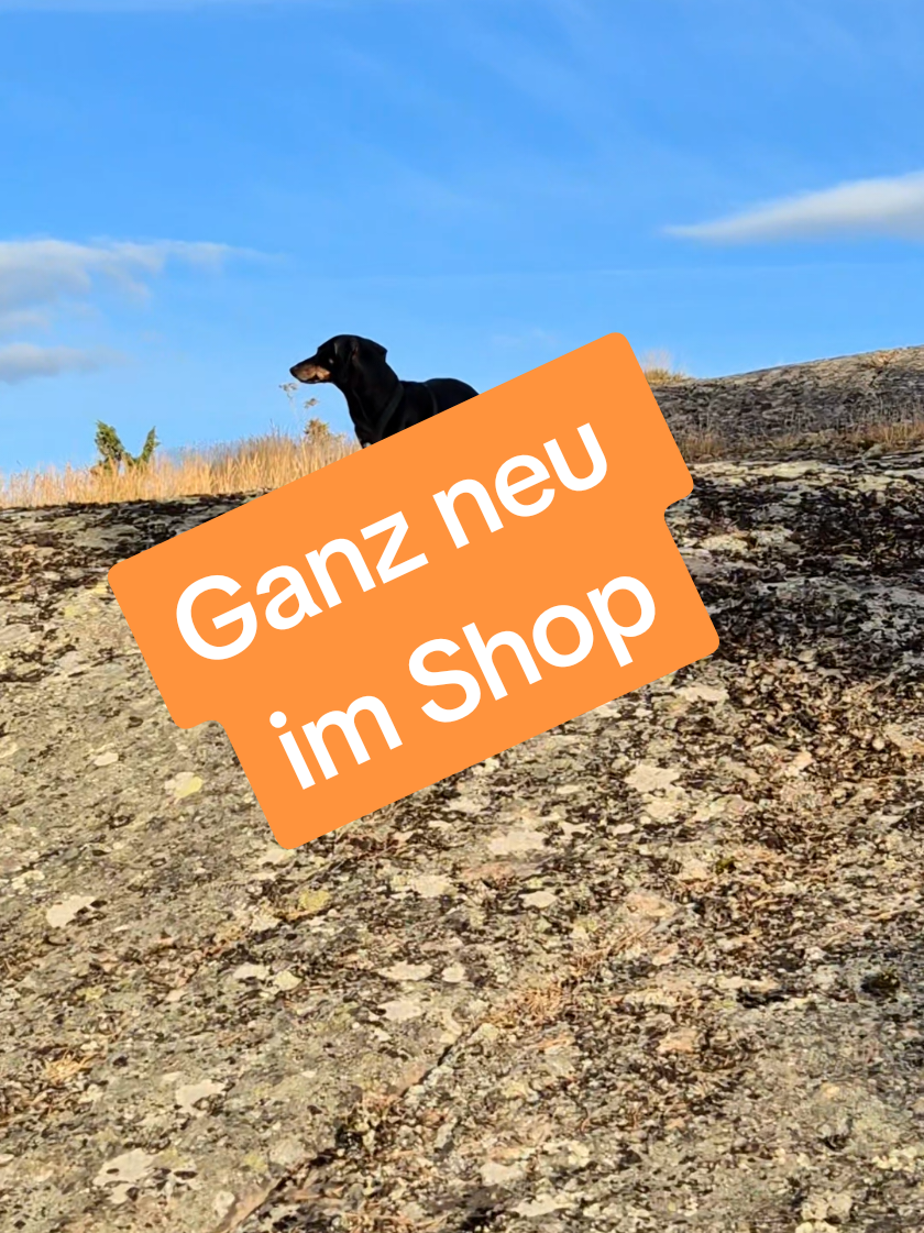 Ein Dackel kann sehr praktisch für Segler sein! #Dackel #wind 
