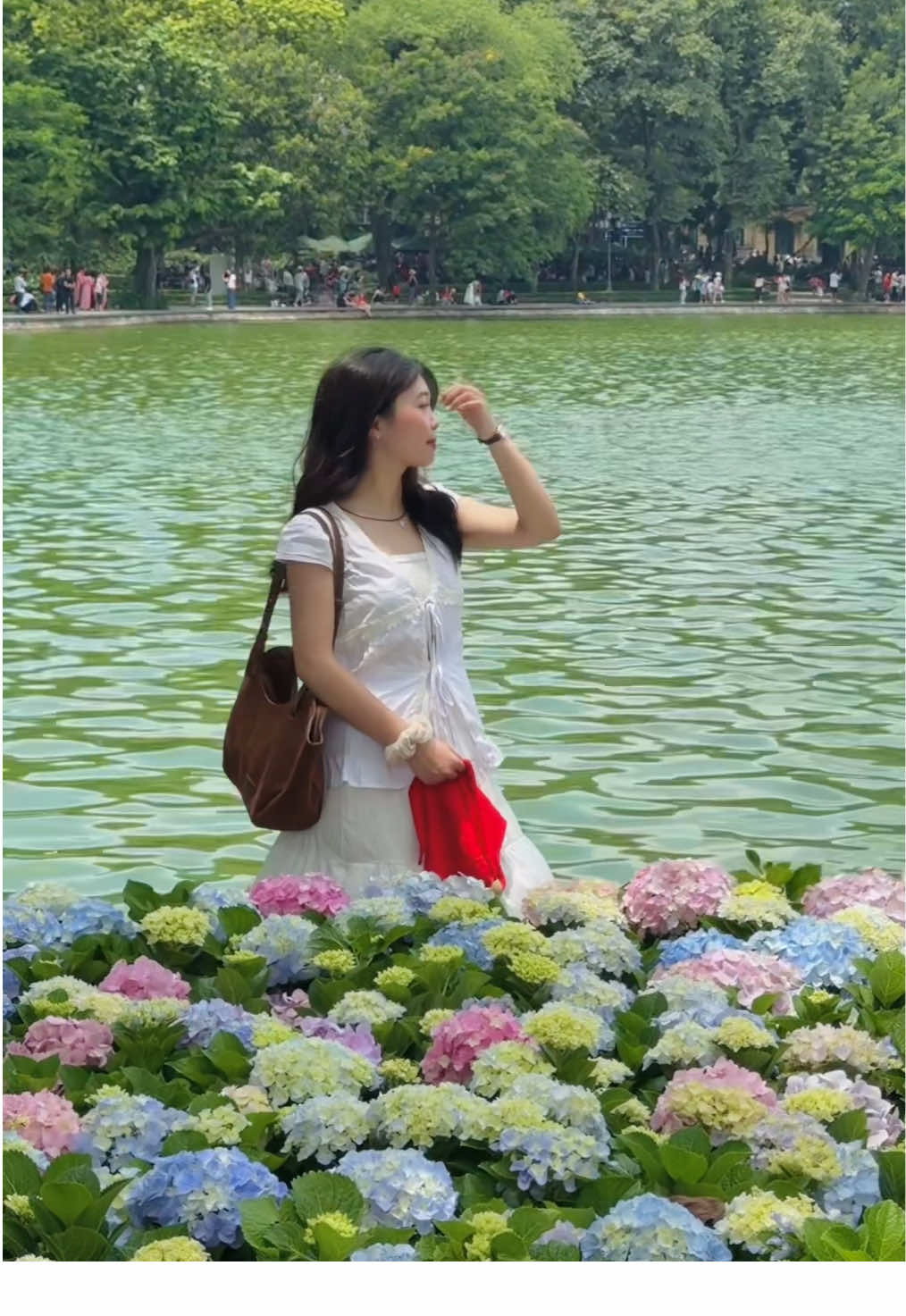 Cẩm tú cầu Hồ Gươm đẹp lắm các bác ơiii. Checkin lẹ ✨ #fyp #xuhuong #quockhanh  #hoacamtucau #hoguom 