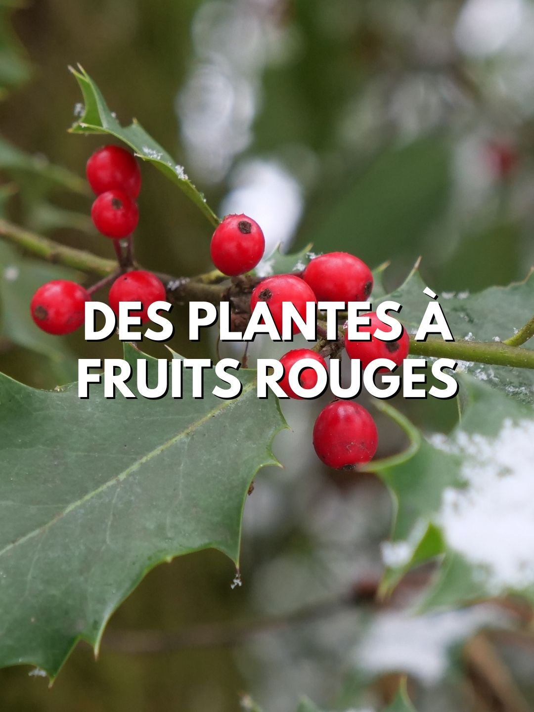 Je te montre comment reconnaître quelques fruits rouges dans la nature #plantes  #nature #fruits