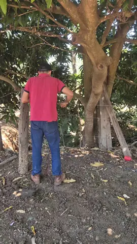picada de mosquitos 