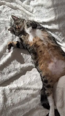 when you’re exhausted😁🐈❤️#cat#