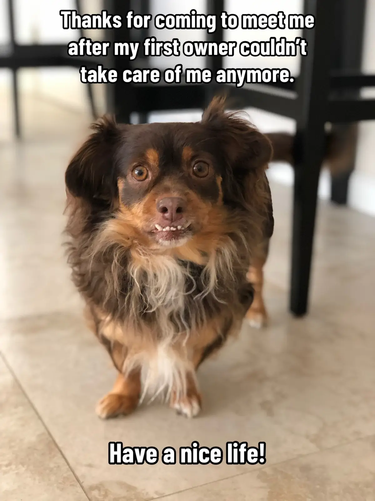 My most earnest post yet. #chihuahua #chihuahuas #chihuahuastiktok #chihuahuasoftiktok #chihuahuafanclub #longhairedchihuahua #adoptdontshop #adopt 
