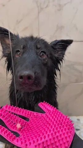 #dogbath #doggrooming #asmrsounds 