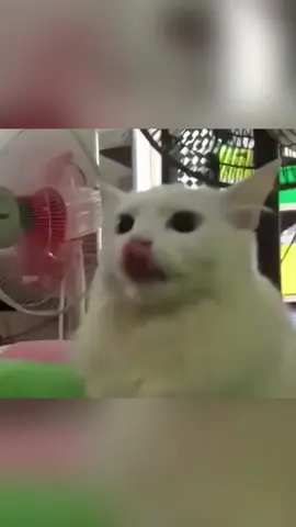 so funny!!!#cats #cute #funnycat #funny #funnyvideos