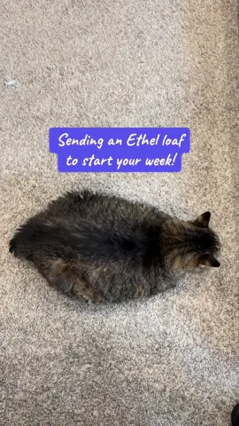 Best wishes for a good Monday! #catsoftiktok #mondays #oia #ethel #catloaf 