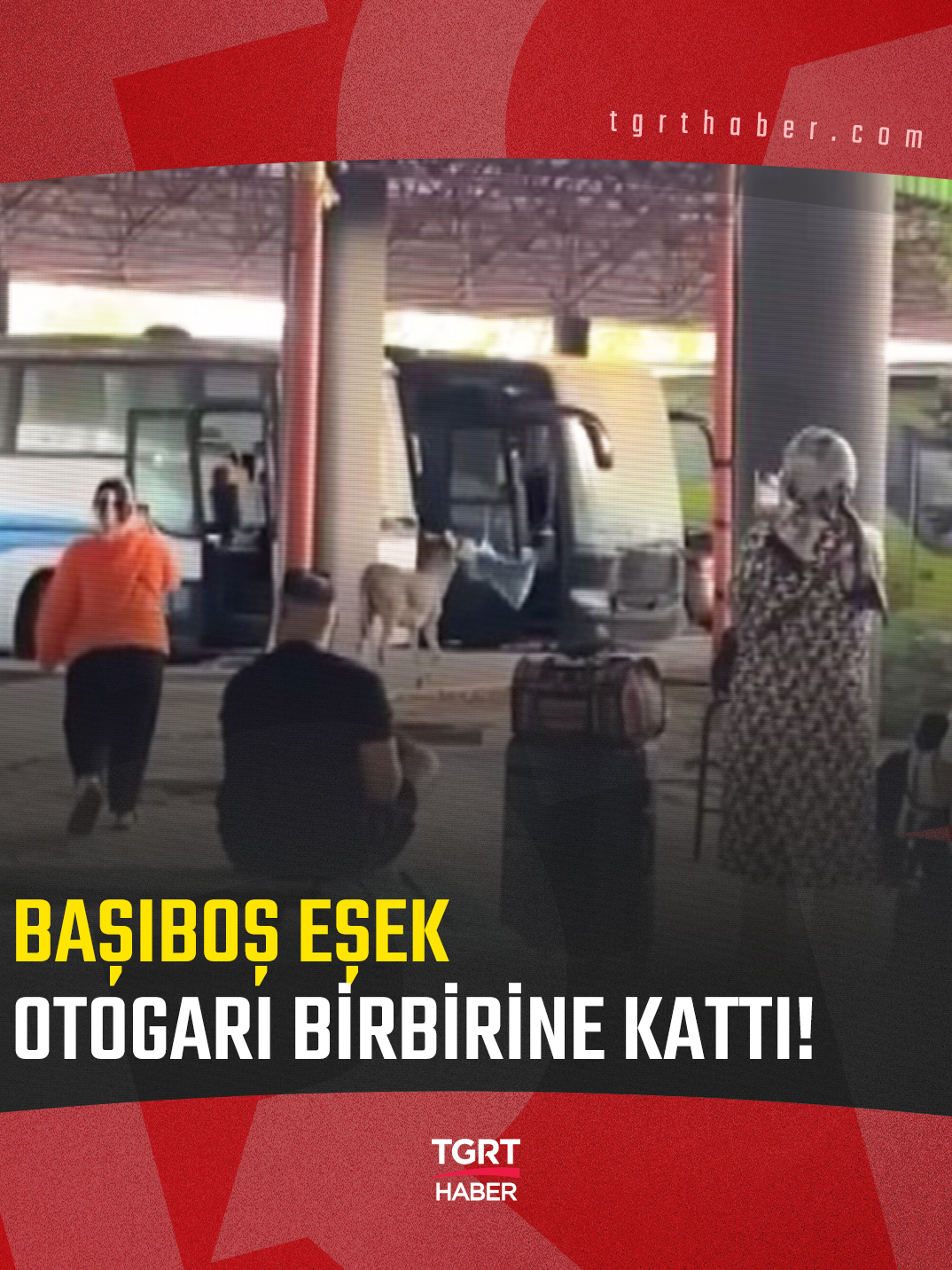 Edirne Otogarı’nda başıboş bir eşek yol dubasını ağzına alıp kaçtı. Dubayı almak isteyen bir kişi peşinden koşarken, eşek çevredeki malzemeleri de ağzına alarak uzaklaştı. O anlar cep telefonu kamerasına yansırken, eşeğin park halindeki araçlara da zarar verdiği öğrenildi. #edirne #otogar #eşek #haber