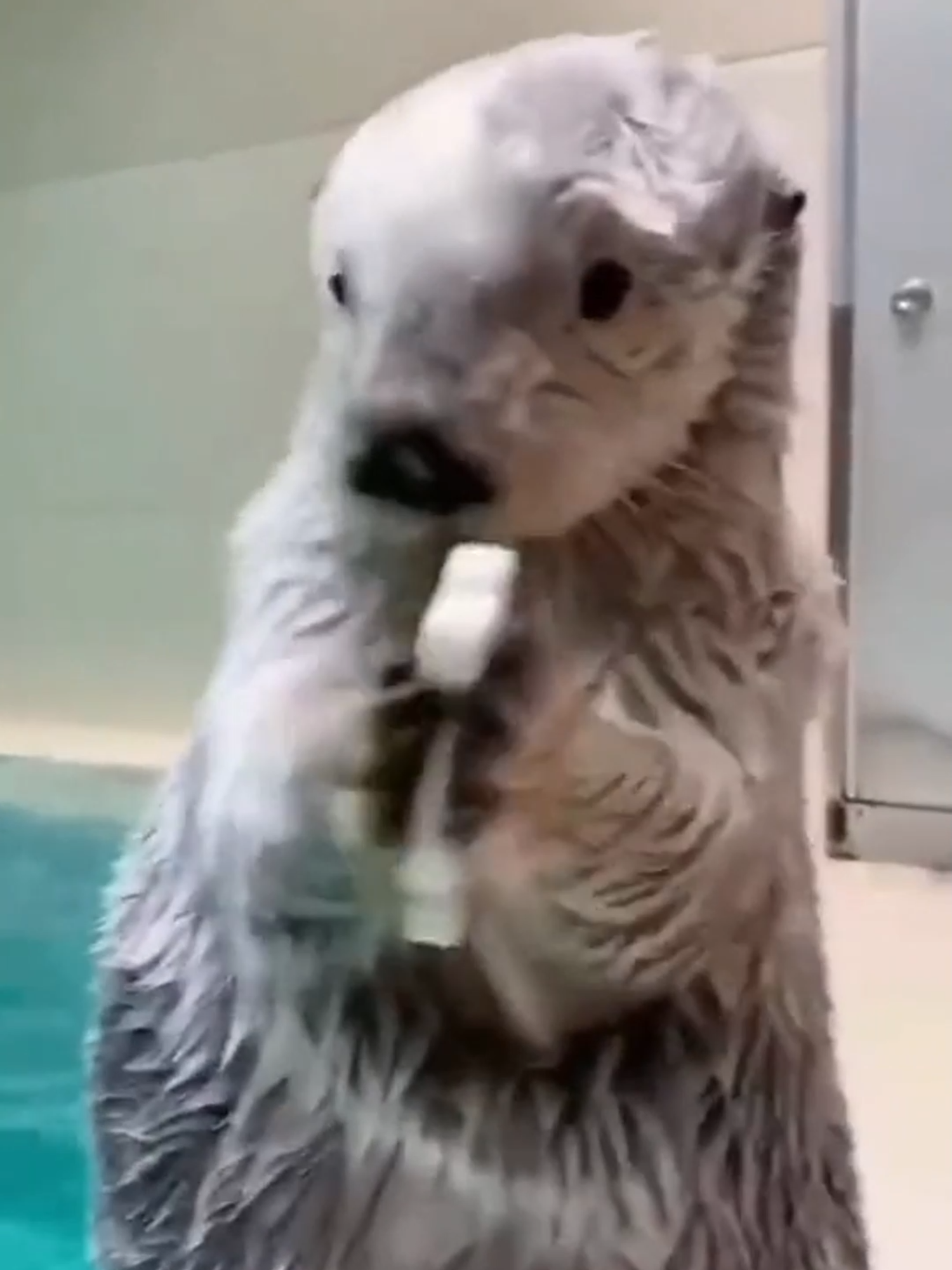 LONTRA. #curiosidades #animal #bicho #lontra