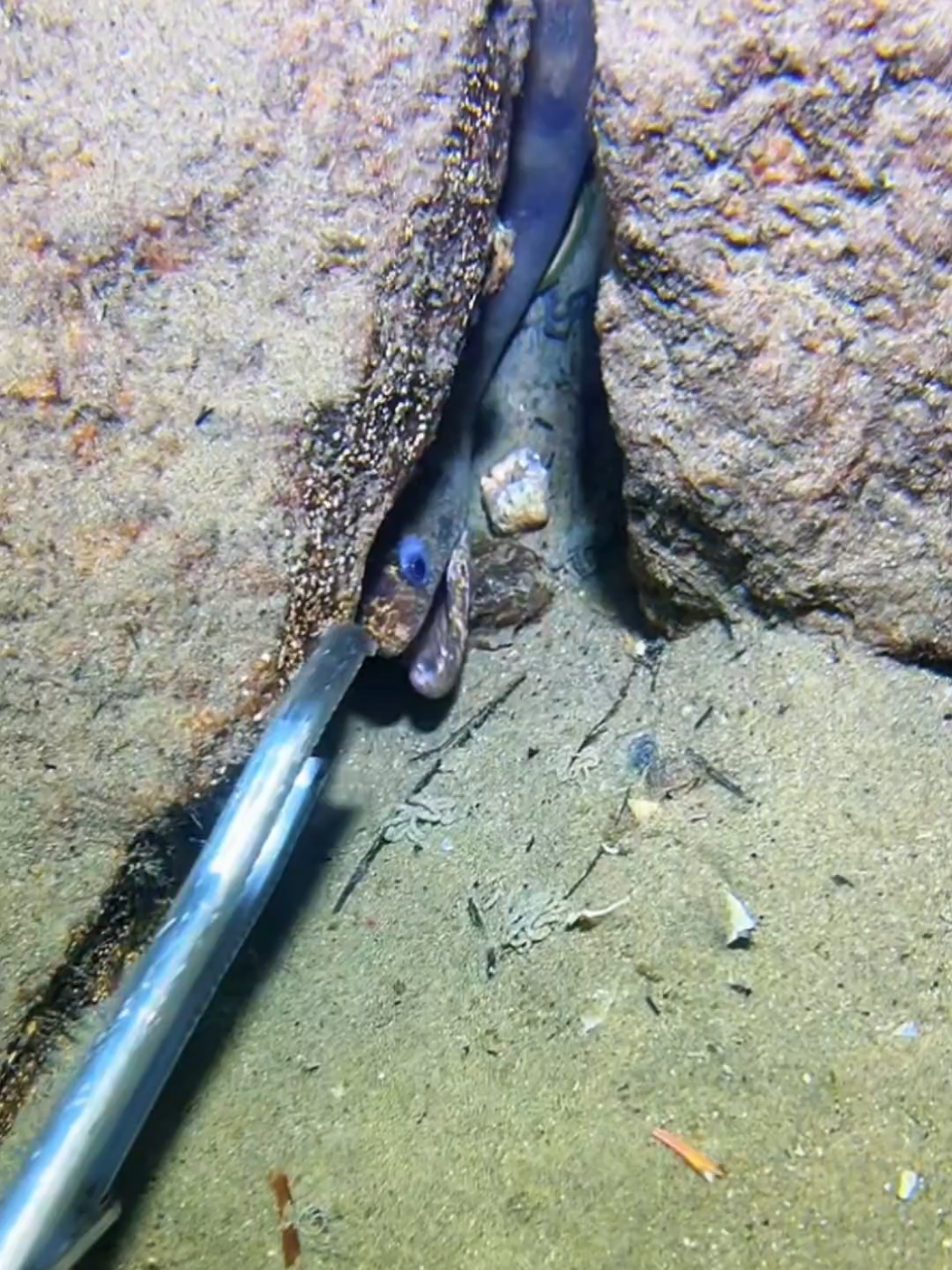 #diving #crab #catchthesea #seaside #seafood 