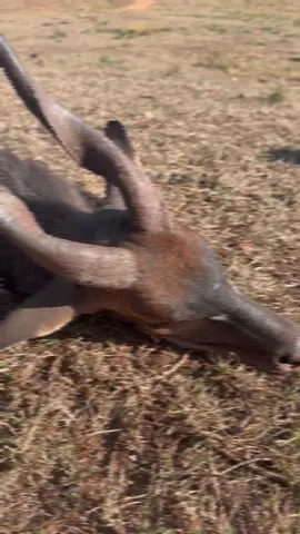 Bushbuck hunting in the Eastern Cape needs to be on everyone’s checklist! #bluecreekoutdoors #hunting #Outdoors #africa #safari 