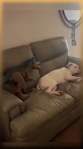 When you prank your dog 😂 #funny #dogs #pets #prank #viralvideos #foryou #blowthisup #fypシ #viral #foryoupage #fail