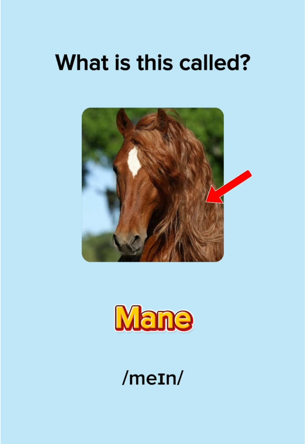 Animal Body Parts Vocabulary Quiz #LearnEnglish #EnglishQuiz #EnglishPractice #EnglishVocabulary #EnglishMinute 