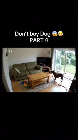 Follow me for more videos 🐶 😂 #dog #dogsoftiktok #securitycamera #dogs #chien 