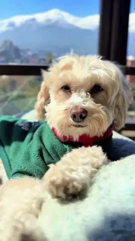 Romantiko #petlover #doglovers #perritoatiktokers #PetsOfTikTok #dogsoftiktok 