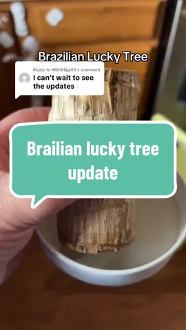 Replying to @Mêll¥Qµïññ hopefully it breaks through soon! #brazilianluckywood #brazilianluckytree #luckytree 